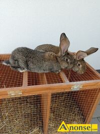 Anonse - KRÓLIKI, Sprzedam młode belgi 3 miesięczne. Więcej informacji pod telefonem, c.70zł/sz. ZWOLEŃ Anonse KRÓLIKI, Sprzedam młode belgi 3 miesięczne. Więcej informacji pod telefonem, c.70zł/sz. ZWOLEŃ