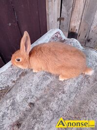 Anonse - KRÓLIKI, Sprzedam króliki burgundzkie 3 miesięczne. Więcej informacji pod telefonem, c.50zł/sz. ZWOLEŃ Anonse KRÓLIKI, Sprzedam króliki burgundzkie 3 miesięczne. Więcej informacji pod telefonem, c.50zł/sz. ZWOLEŃ