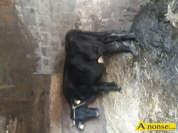 Anonse - KROWA, Miękka spokojna z cielakiem ( byczek) dokona ręcznie 7 letnia cielak 2 miesiące, c.11.000zł do uzg.. SKARYSZEW Anonse KROWA, Miękka spokojna z cielakiem ( byczek) dokona ręcznie 7 letnia cielak 2 miesiące, c.11.000zł do uzg.. SKARYSZEW