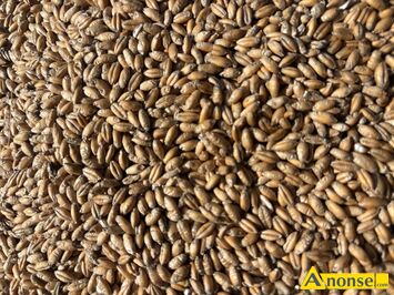 Anonse - PSZENŻYTO, c.70zł/q. WOLA ZGŁOBIEŃSKA Anonse PSZENŻYTO, c.70zł/q. WOLA ZGŁOBIEŃSKA