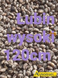 Anonse - ŁUBIN, Sprzedam lubin Posiadam kilka odm. Żółty .niebieski.bialy Niski.wysoki Jakosć bardzo dobra Posiadam też inne płody rolne Atrakcyjne c Anonse ŁUBIN, Sprzedam lubin Posiadam kilka odm. Żółty .niebieski.bialy Niski.wysoki Jakosć bardzo dobra Posiadam też inne płody rolne Atrakcyjne c