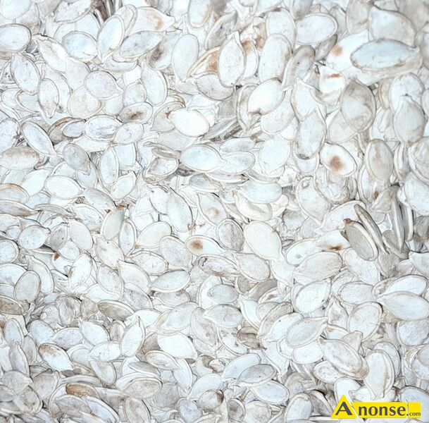 dynia  bambino,opis dodatkowy: nasiona dyni olbrzymiej odmiana bambino. moliwo wysyki - image 0 - anonse.com