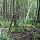 LIPSKO , dziaka 1700m2, lena,opis dodatkowy: Dziaka nieogrodzona stanowica las mieszany modrzew - image 3 - anonse.com