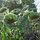 Sonecznik  kwiatowy ozdobny,opis dodatkowy: na programy unijne c.50z za kg - image 1 - anonse.com