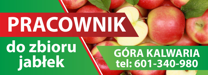 Anonse - Praca zbir jabek i gruszek  - Gospodarstwo Sadownicze Jarosz Jan