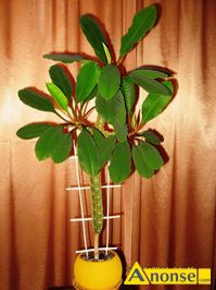 Anonse WILCZOMLECZ BIAŁOUNERWIONY, Wiczomlecz białounerwiony niezwykle dekoracyjna roślina około 30-40 cm wysokości, bardzo łatwa do rozmnażania.,