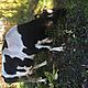 KROWA, rasa CZARNO-BIAŁA, Młoda krowa czarno biała, spokojna, dziennie około 15 l. zacielona 3 miesiące, spokojna i miękka do dojenia, c.7.2