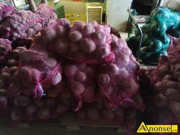 Anonse BURACZKI CZERWONE, Na pasz, c.0,6z/kg. DYS 81 ,