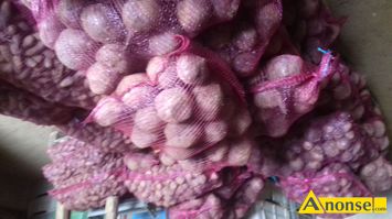 Anonse BURACZKI CZERWONE, na pasz, c.0,6z/kg. DYS 81 ,