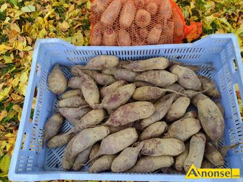 Anonse BURACZKI CZERWONE, Opolski, Buraczki czerwone ekologiczne uprawiane bez opryskw i nawozw sztucznych. Cena 1,5 z za kg., c.1,5z/kg. KRAN