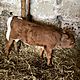 BYK, rasa misna, Byczek Rada MM wiek 3 tygodnie, c.14z/kg. KOWALA-KOLONIA