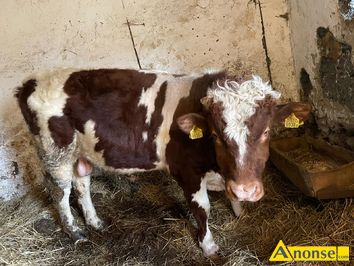 Anonse BYK, rasa misna, Byk rasa MM waga ok 400kg wiek 11 mies, c.15z/kg. KOWALA-KOLONIA