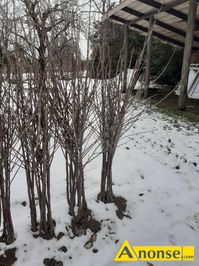 Anonse DRZEWA OWOCOWE, winie, Sprzedam jednoroczne sadzonki wini - odmiana utwka (na antypce)., c.9z. WYLGI