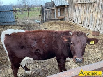 Anonse JAWKA, cielna, Jawka rasa MM waga 400kg 11 miesicy cielna, c.14z/kg. KOWALA-KOLONIA