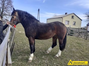 Anonse KLACZ, rasa LSKA, Sprzedam klacz 2-letnia, rasy lska, mocnej budowy, c.17.000z. JASTKW