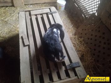 Anonse KRLIK, samica, Sprzedam 3 samice adne, due.. Polecam, c.105z. JEDLNIA
