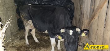 Anonse KROWA, rasa HF, Sprzedam krowe 510kg, c.4.000z. HELENWKA