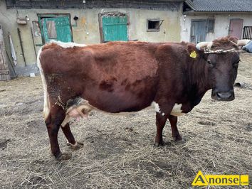 Anonse KROWA, spokojna, miękka, Krowa Rasa MM waga 650kg 6 lat, c.10zł/kg. KOWALA-KOLONIA