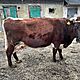 KROWA, spokojna, miękka, Krowa Rasa MM waga 650kg 6 lat, c.10zł/kg. KOWALA-KOLONIA