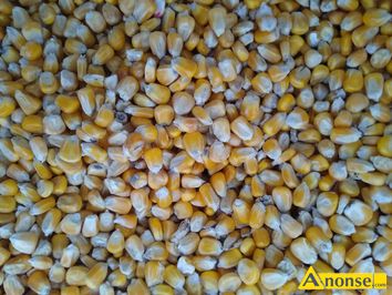 Anonse KUKURYDZA, Sprzedam kukurydze pakowaną po 25 kg kukurydza jest odwiana bez żadnych zanieczyszczeń posiadam także mieloną i dla gołębi, c.155
