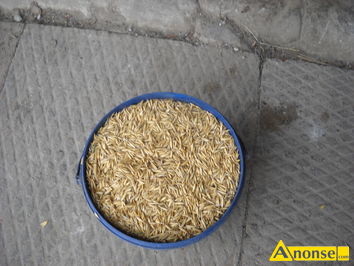 Anonse OWIES, Bingo, do siewu, Sprzedam Owies do siewu lub na pasz cena 110 z za 100 kg ., c.110z. IA