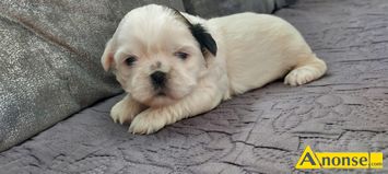 Anonse SHIH TZU, nazwa hodowli: Pieski z chaty, Pikna sunia shih tzu szuka kochanego domu. Szczeni w piknym umaszczeniu, zdrowe. Zapraszam wice