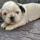 SHIH TZU, nazwa hodowli: Pieski z chaty, Pikna sunia shih tzu szuka kochanego domu. Szczeni w piknym umaszczeniu, zdrowe. Zapraszam wice