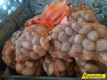 Anonse ZIEMNIAKI, Ignacy, za worek 15 kg, c.18z. UKAWA