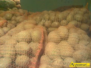 Anonse ZIEMNIAKI SADZENIAKI, Sprzedam frakcji sadzeniakowej odmiany Vineta, Sante, z jasnej ziemi, sortowane rcznie, workowane po 15 kg, moliwo