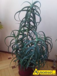 Anonse ALOES, aloes leczniczy, 5-letni, wysoko 75 cm. ( bez doniczki), z doniczk 88 cm., c.100z. RADOM