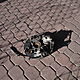CITROEN C4 PICASSO II, Zwrotnica przednia prawa z piast, tarcz /nowa/, zaciskiem hamulcowym, czujnikiem ABS, spryn i mocowaniem do C4 P