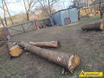 Anonse DB TARTACZNY, Sprzedam kody dbu dwa lata po wycince ok 1,5 m szeciennego cena za jeden metr szecienny, c.1.000z. CEREKIEW 601-090-91