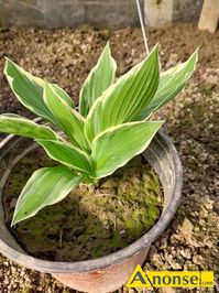 Anonse HOSTA FUNKIA, Hosta - funkia. Bardzo dekoracyjne kcze na rabat kwiatow lub do donicy. Jej gwn ozdob s licie, ktre przybieraj roz