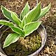 HOSTA FUNKIA, Hosta - funkia. Bardzo dekoracyjne kcze na rabat kwiatow lub do donicy. Jej gwn ozdob s licie, ktre przybieraj roz