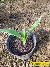 Anonse HOSTA FUNKIA, Hosta - funkia. Moda sadzonka. Bardzo dekoracyjne kcze na rabat kwiatow lub do donicy. Jej gwn ozdob s licie, ktre