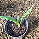 HOSTA FUNKIA, Hosta - funkia. Moda sadzonka. Bardzo dekoracyjne kcze na rabat kwiatow lub do donicy. Jej gwn ozdob s licie, ktre