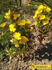 Anonse INNY, Wiesiołek - kłącze wieloletniego kwiatka o żółtych kwiatach. Łatwo rozmnaża się i zimuje bez wykopywania, c.7zł. LUBLIN