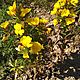 INNY, Wiesiołek - kłącze wieloletniego kwiatka o żółtych kwiatach. Łatwo rozmnaża się i zimuje bez wykopywania, c.7zł. LUBLIN