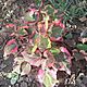 INNY, Kameleon - kłącze wieloletniej rośliny o wybarwiających się kolorowych liściach. Zimuje bez wykopywania., c.7zł. LUBLIN