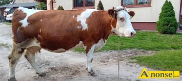 Anonse KROWA, rasa SIMENTAL, 5 letnia 4 miesiące zacielona, krowa duża spokojna miękka do doju jak najbardziej nadaje się do dalszego chowu polecam