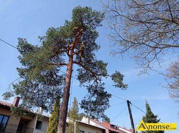 Anonse PRZYCINANIE DRZEW, Przycinanie i cinanie drzew, alpinistycznie w trudnych miejscach np. w otoczeniu budynkw, ogrodze gdzie powalenie cae