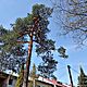 PRZYCINANIE DRZEW, Przycinanie i cinanie drzew, alpinistycznie w trudnych miejscach np. w otoczeniu budynkw, ogrodze gdzie powalenie cae