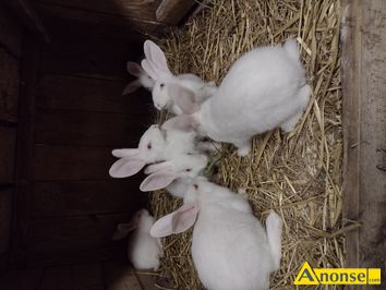 Anonse TERMONDZKI, Sprzedam krliki termondzkie 7 sztuk, 3samiczki i 4 samczyki z 23.03.2023r. Czyste rasowo., c.35z/sz. SIEDLECZKA 784-346-59