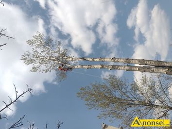 Anonse WYCINKA DRZEW, Przycinanie i cinanie drzew, alpinistycznie w trudnych miejscach np. w otoczeniu budynkw, ogrodze gdzie powalenie caego d