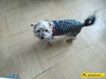 Anonse YORKI, York szuka nowego waciciela. Poprzedni waciciel zmar., c.1z. RADOM