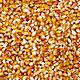 KUKURYDZA, Kukurydza ziarno do produkcji rolno-zwierzęcej, równej wielkości po sortowniku, sprawdzone wschody 96%,możliwa wysyłka Poczta Pol