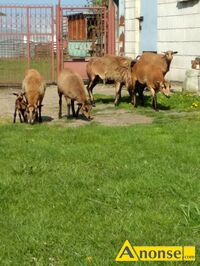 Anonse OWCE, rasa KAMERUSKA: sprzedam stado owiec kameruskich, stado liczy 9 sztuk 3 owce z modymi 1 kotna 1 szeciomiesiczna i baran cena za c