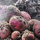 ZIEMNIAKI, Bellarosa, Sprzedam ziemniaki sadzeniaki odmiana bellarosa cena 2 z za kg, c.2z/kg. RADAWIEC MAY
