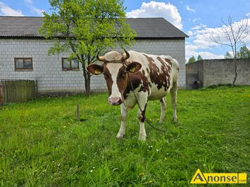Anonse JAWKA, cielna, od mlecznej krowy, Sprzedam jawk wysoko cieln dwu letni z wasnego chowu. Termin porodu na 26 lipca. Wicej informacji
