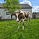 JAWKA, cielna, od mlecznej krowy, Sprzedam jawk wysoko cieln dwu letni z wasnego chowu. Termin porodu na 26 lipca. Wicej informacji